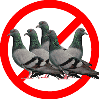 Campaña concienciación gestión ética de las palomas